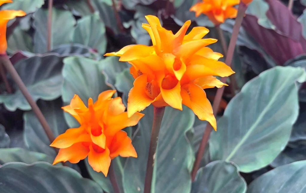 Goeppertia crocata Calathea