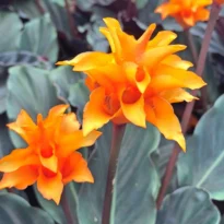 Goeppertia crocata Calathea