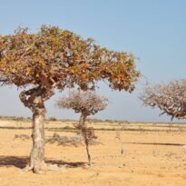 Mirrh - Commiphora myrrha