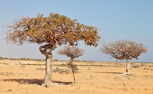 Mirrh - Commiphora myrrha