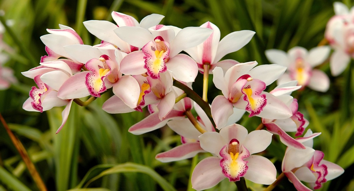 The beauty of the terrestrial orchids - Cymbidium