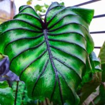 Colocasia 'COPHAMA' Pharaoh's Mask