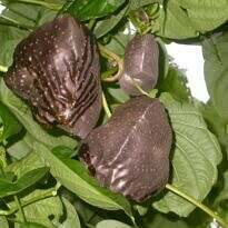 Air Potato - Dioscorea bulbifera