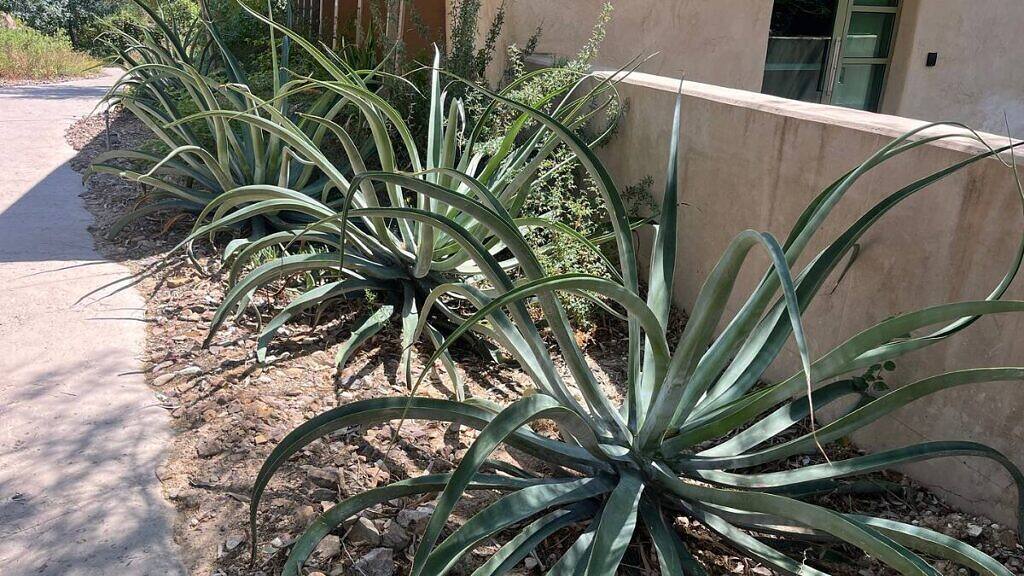 Octopus Agave - Agave vilmoriniana