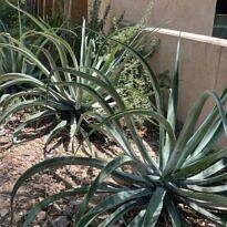 Octopus Agave - Agave vilmoriniana