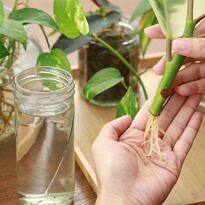 How to Root Any Plant Cutting: 17 Expert Secrets