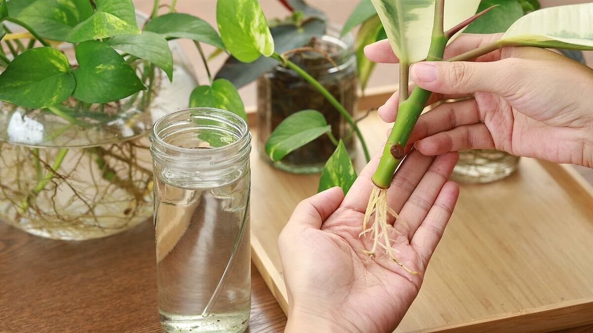 How to Root Any Plant Cutting: 17 Expert Secrets