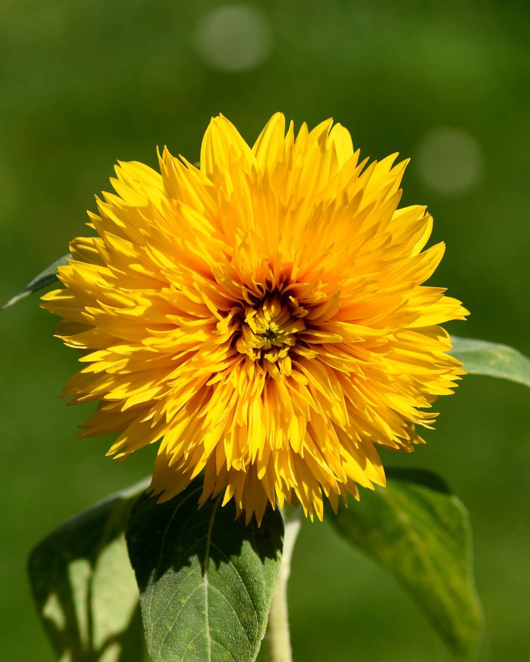 A double-flowered sunflower cultivar
