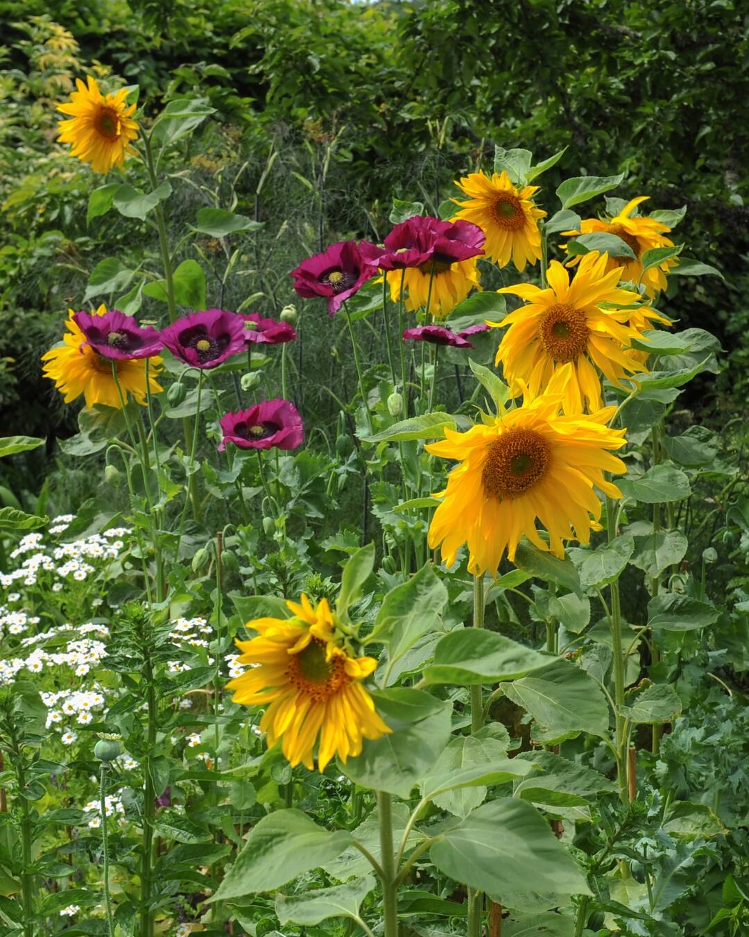 Sunflower in the garden.