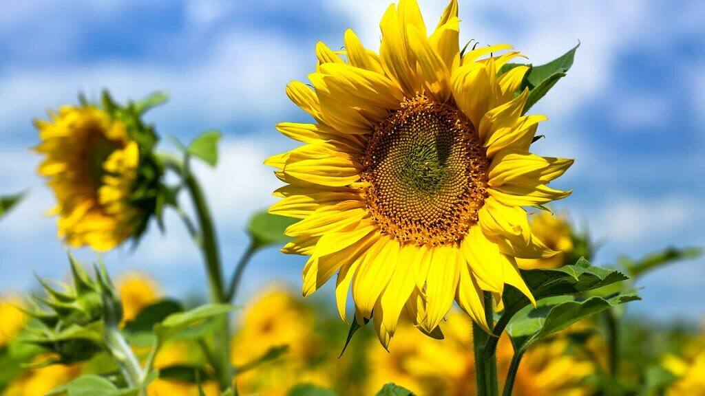 Common Sunflower - Helianthus annuus