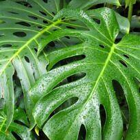 Swiss Cheese Plant - Monstera deliciosa
