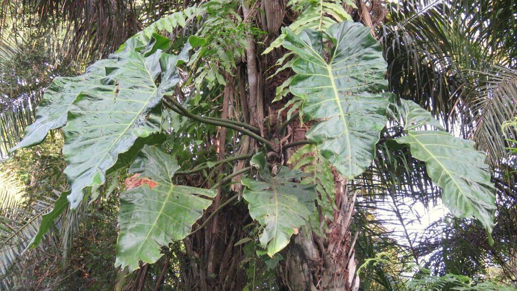 Philodendron - Philodendron maximum