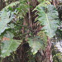 Philodendron - Philodendron maximum
