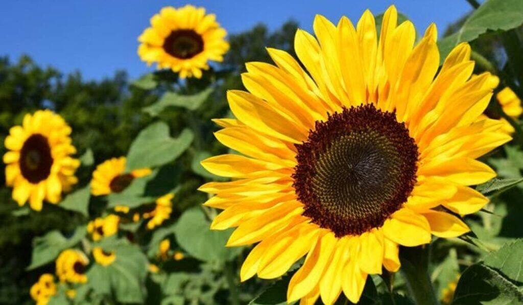 10 Stunning Sunflower Varieties to Brighten Your Garden
