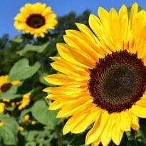 10 Stunning Sunflower Varieties to Brighten Your Garden