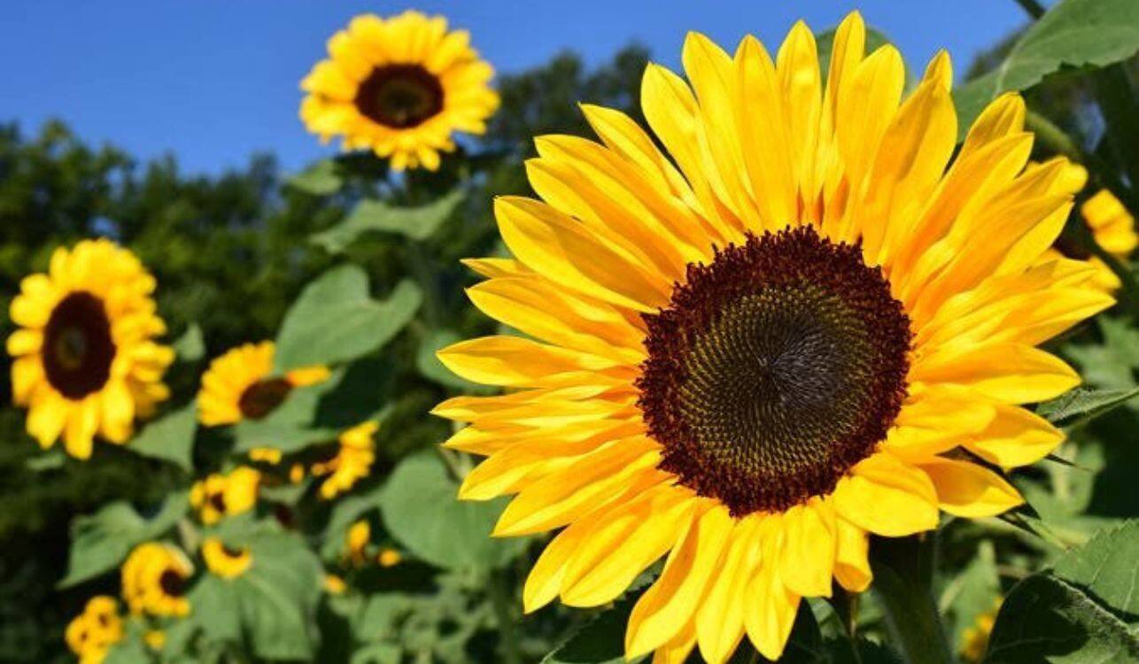 10 Stunning Sunflower Varieties to Brighten Your Garden