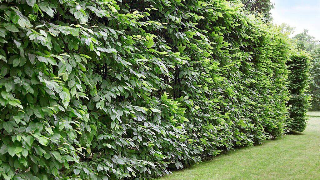 40 Shrubs for Lush and Tight Live Fences