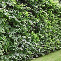 40 Shrubs for Lush and Tight Live Fences