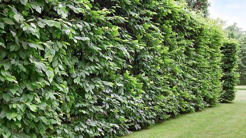 40 Shrubs for Lush and Tight Live Fences