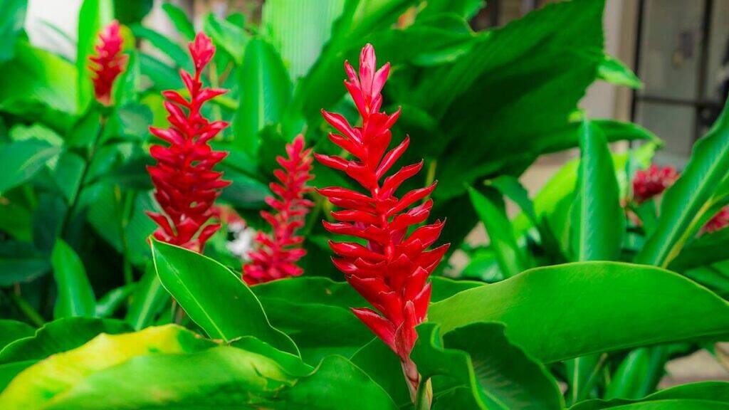 Red Ginger - Alpinia purpurata