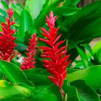 Red Ginger - Alpinia purpurata
