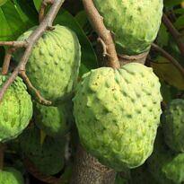 Atemoya - Annona × atemoya