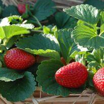 How to Grow Strawberries at Home: A Complete Beginner's Guide