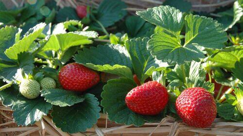 How to Grow Strawberries at Home: A Complete Beginner's Guide
