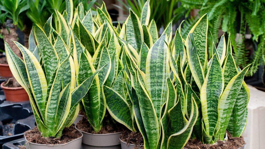 Snake Plant - Dracaena trifasciata