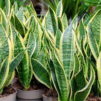 Snake Plant - Dracaena trifasciata