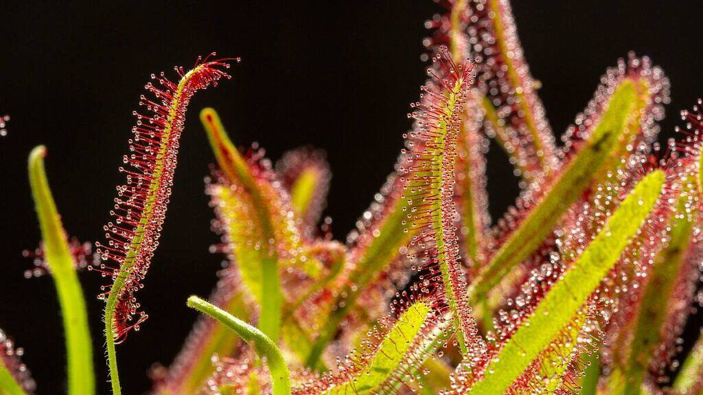 Cape Sundew - Drosera capensis