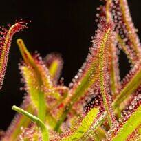Cape Sundew - Drosera capensis