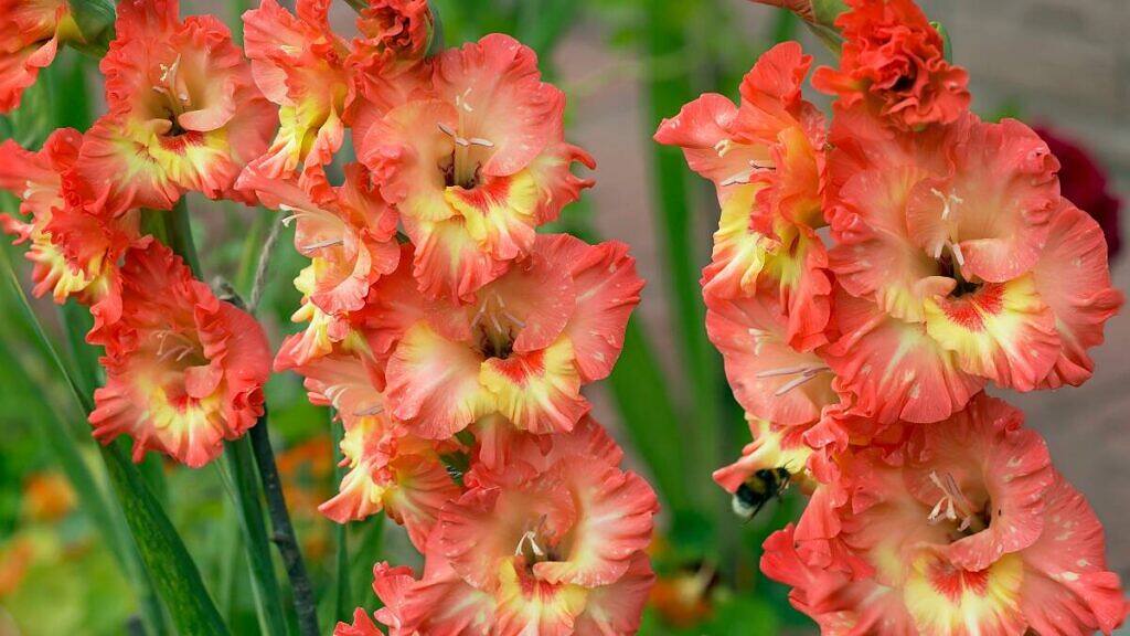 Gladiolus - Gladiolus x hybridus