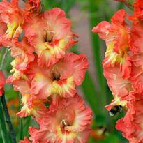 Gladiolus - Gladiolus x hybridus
