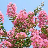 Crape Myrtle - Lagerstroemia indica