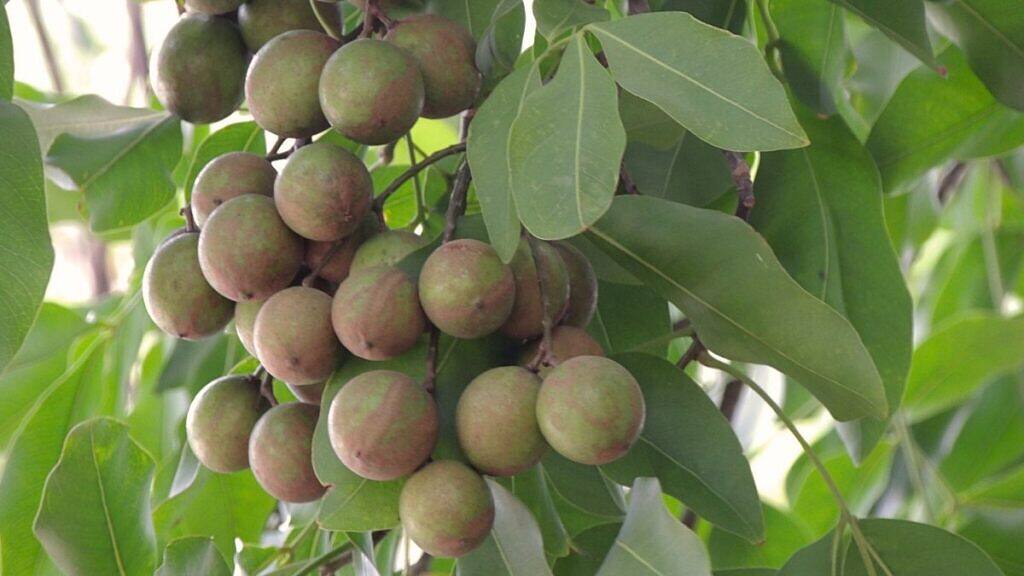 Spanish Lime - Melicoccus bijugatus