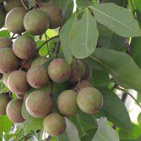 Spanish Lime - Melicoccus bijugatus