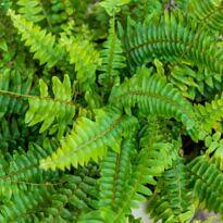 Boston Fern - Nephrolepis exaltata