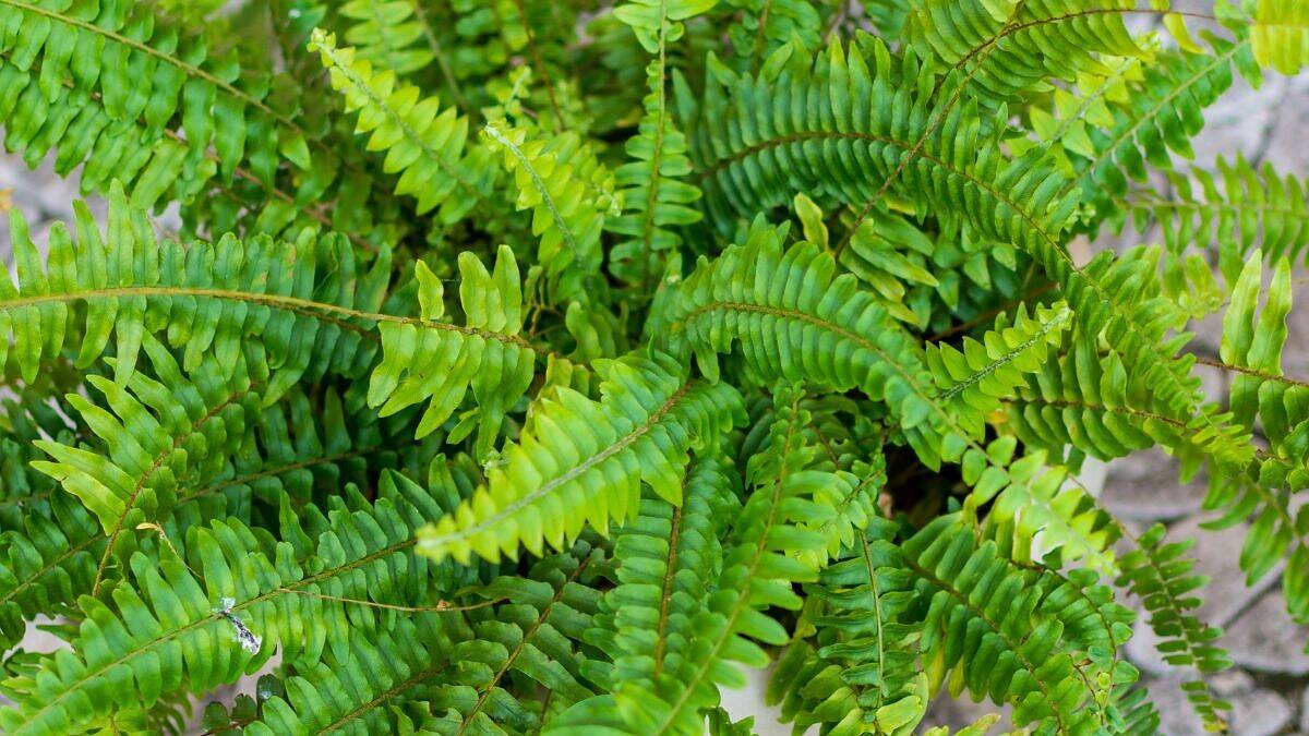 Boston Fern - Nephrolepis exaltata