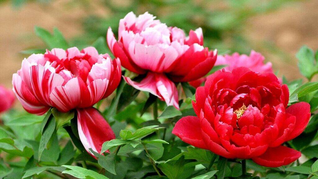 Chinese Peony - Paeonia lactiflora