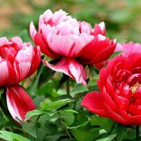 Chinese Peony - Paeonia lactiflora