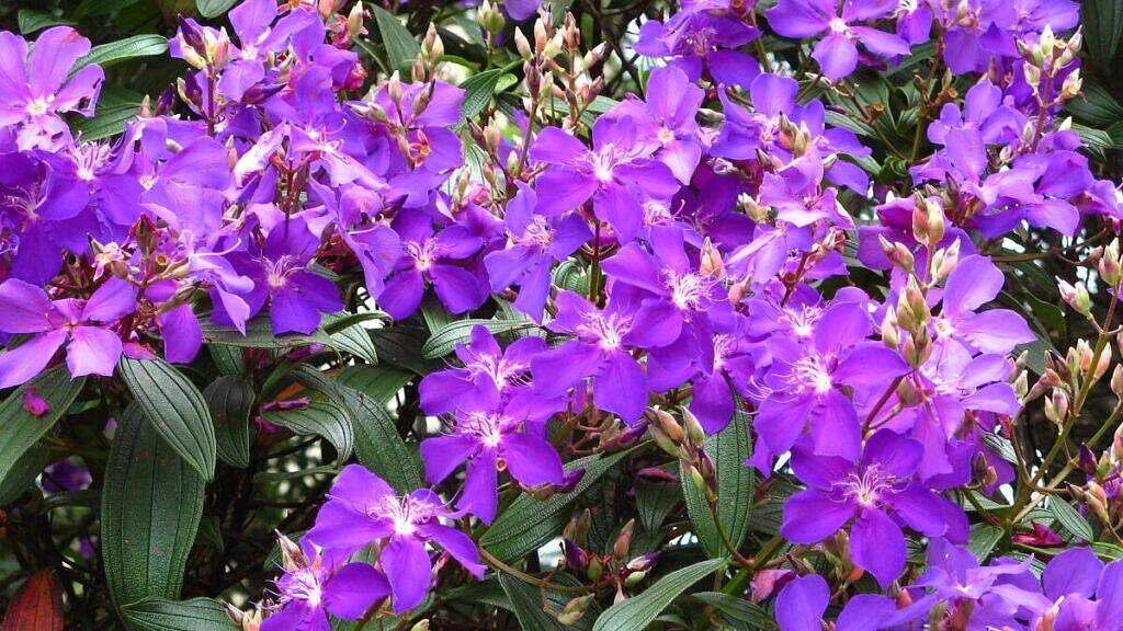 Purple Glory Tree - Pleroma granulosum