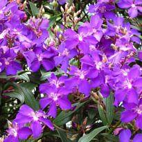 Purple Glory Tree - Pleroma granulosum
