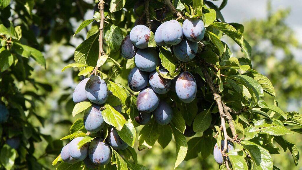 European Plum - Prunus domestica