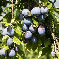 European Plum - Prunus domestica