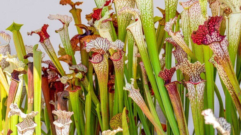 White-topped Pitcher Plant - Sarracenia leucophylla