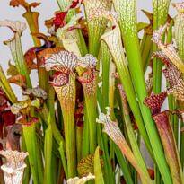 White-topped Pitcher Plant - Sarracenia leucophylla