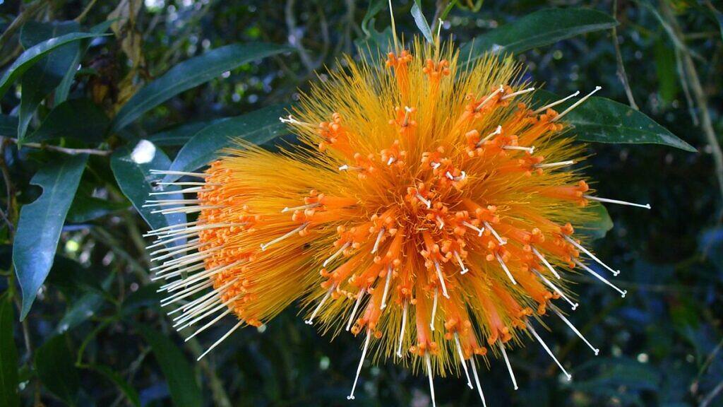 Stifftia Chrysantha - Stifftia chrysantha