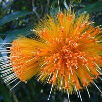 Stifftia Chrysantha - Stifftia chrysantha