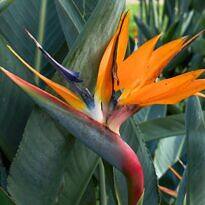 Bird Of Paradise - Strelitzia reginae